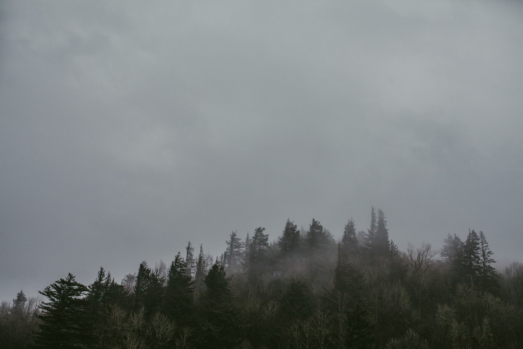 pacific northwest foggy treeline by Marcela Pulido Portland Wedding Photographer